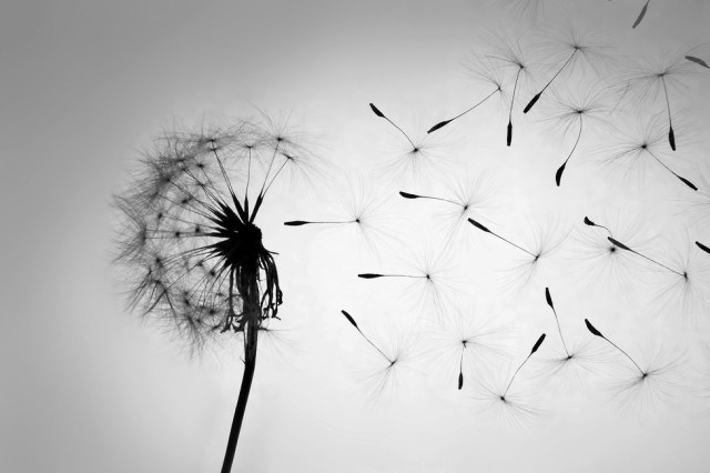dandelion-black-white